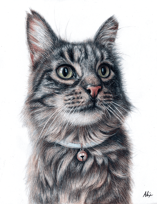 Cat portraits