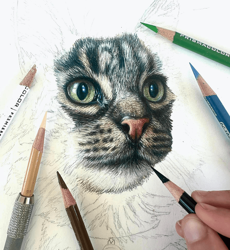 Cat portraits