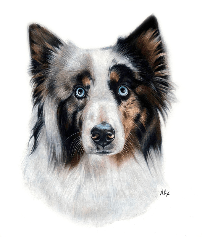 Dog portraits