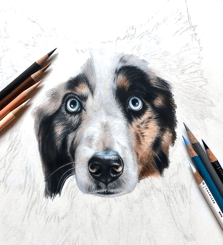 Dog portraits