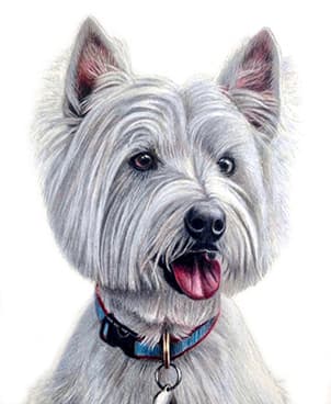 Dog Portrait for Melissa Shampine