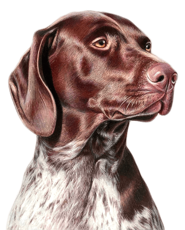Colored pencil drawing of a short-haired pointer.